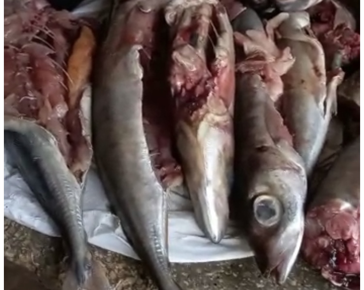 Governo do MA distribui peixe estragado para a população